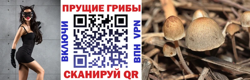 хочу наркоту  Плавск  Псилоцибиновые грибы MAGIC MUSHROOMS 